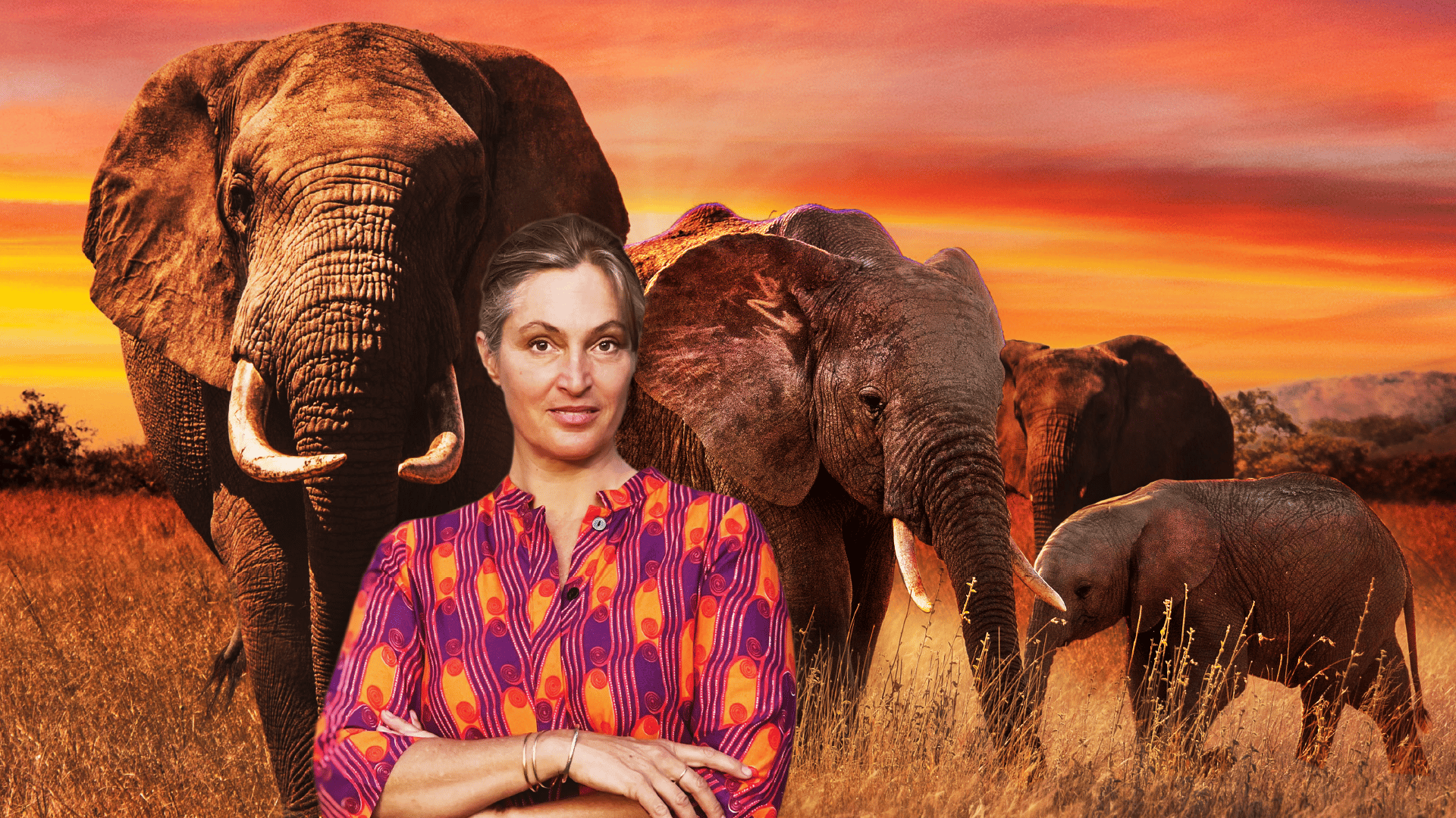 Wildlife filmmaker Saba Douglas-Hamilton is wearing a brightly coloured shirt, standing in front of a sunset scene of elephants on the African Savannah